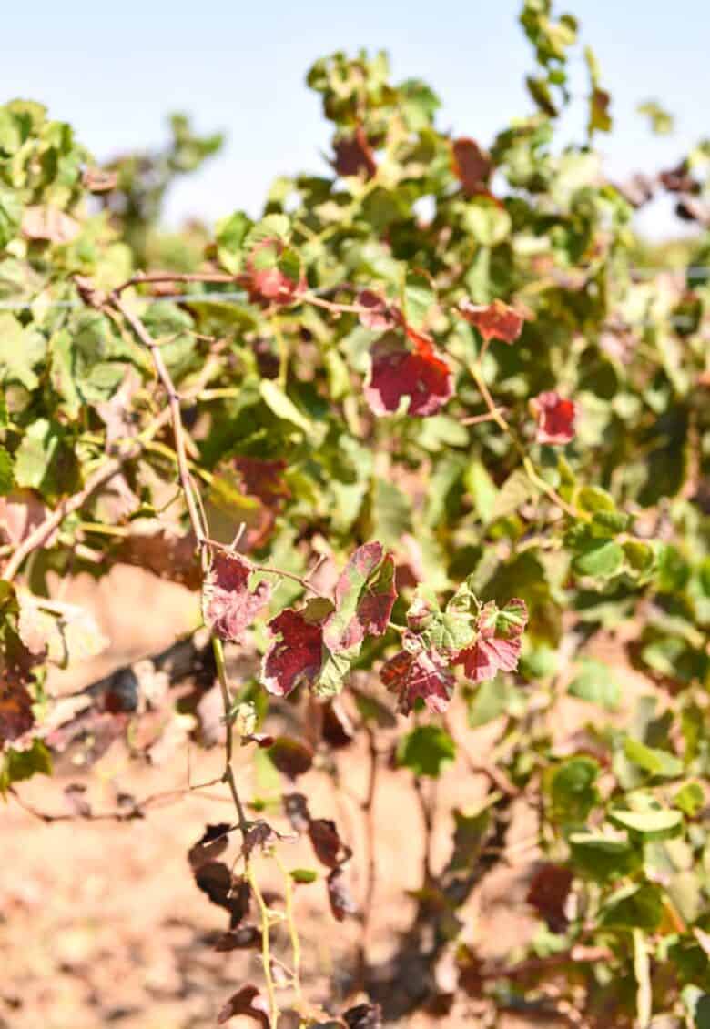 Fall Vineyard - Close up photo of some red leaves.