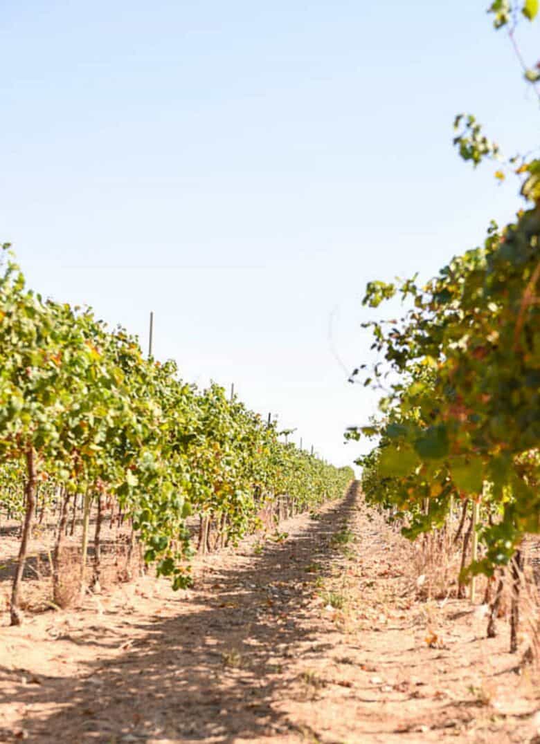 Fall Vineyard - Looking down a row of vines from a lower vantage point.