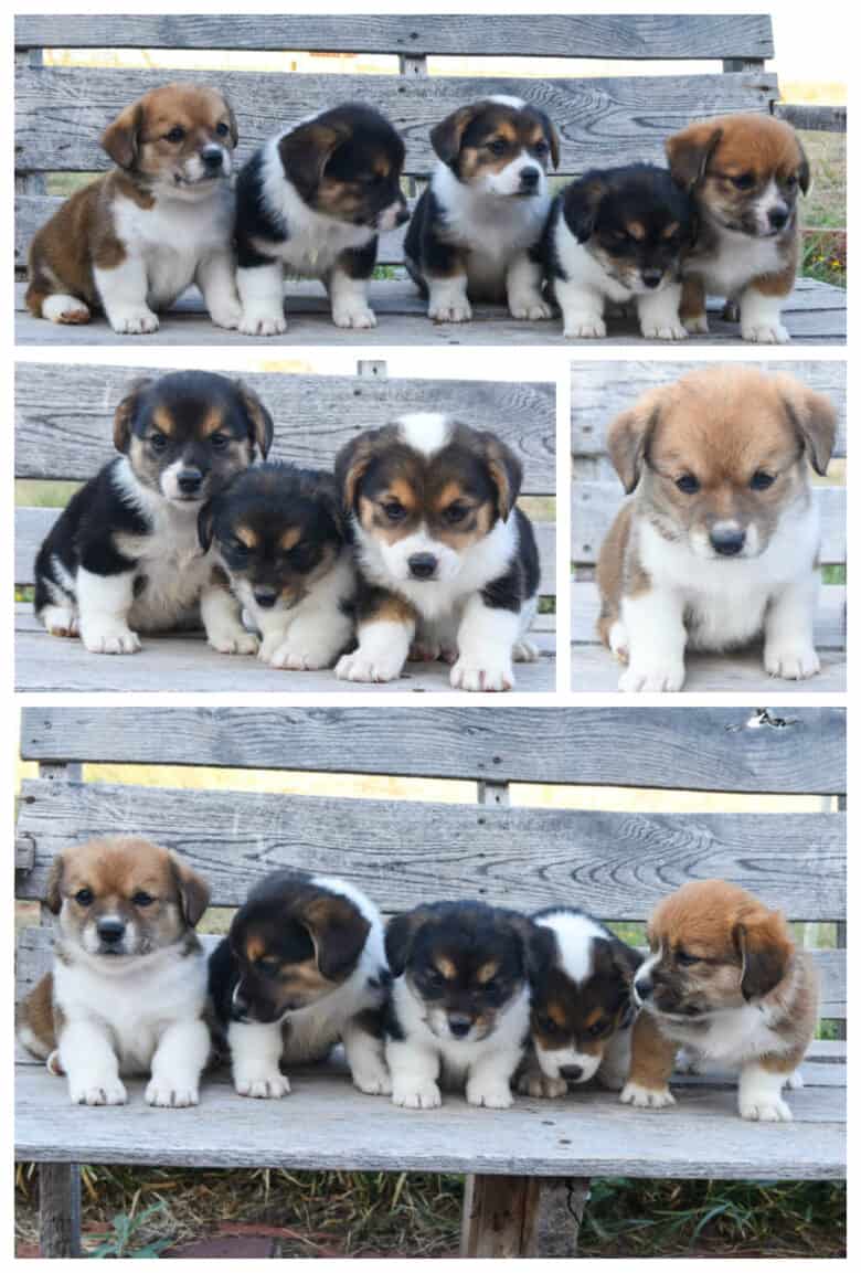 First Time Corgipoo Mom - Jingles' puppies sitting on a bench