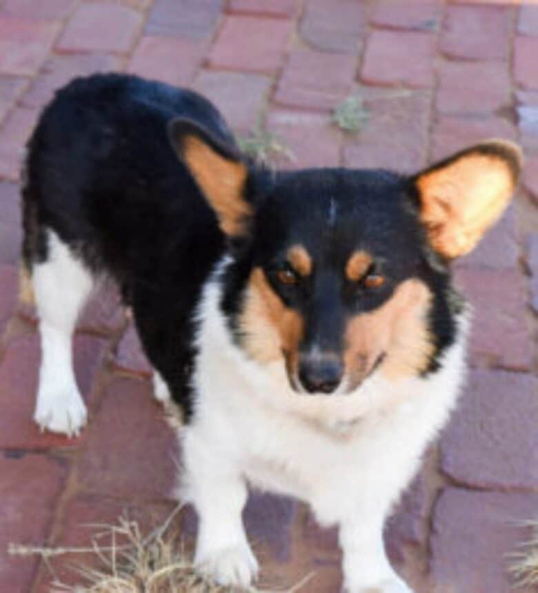 Bangles - tri colored corgi, the one who started it all.