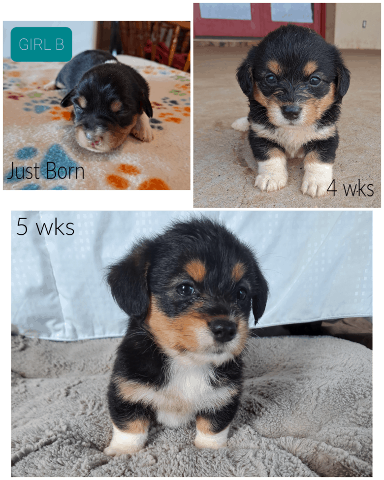 Flopsy's 1st Corgipoo Litter - collage of a girl tri colored puppy at varying weeks of age.