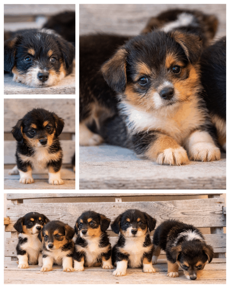 Flopsy's 1st Corgipoo Litter - collage of 5 wk old puppies sitting/laying down.