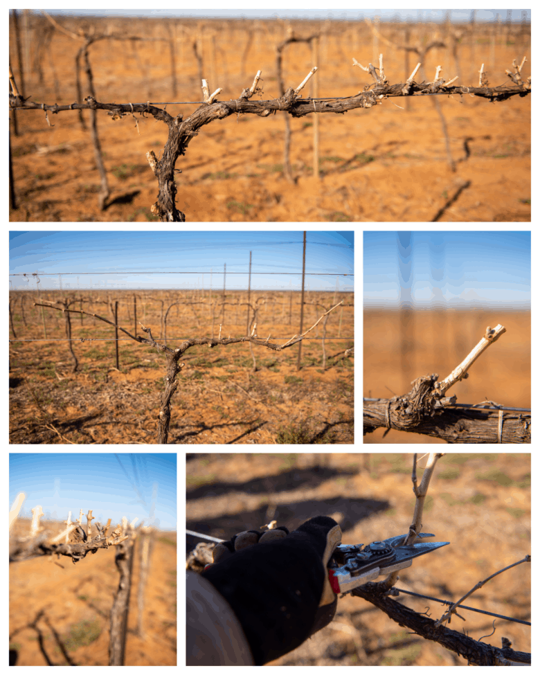 Pruning 2021 - Collage of pictures of finished pruned vines.