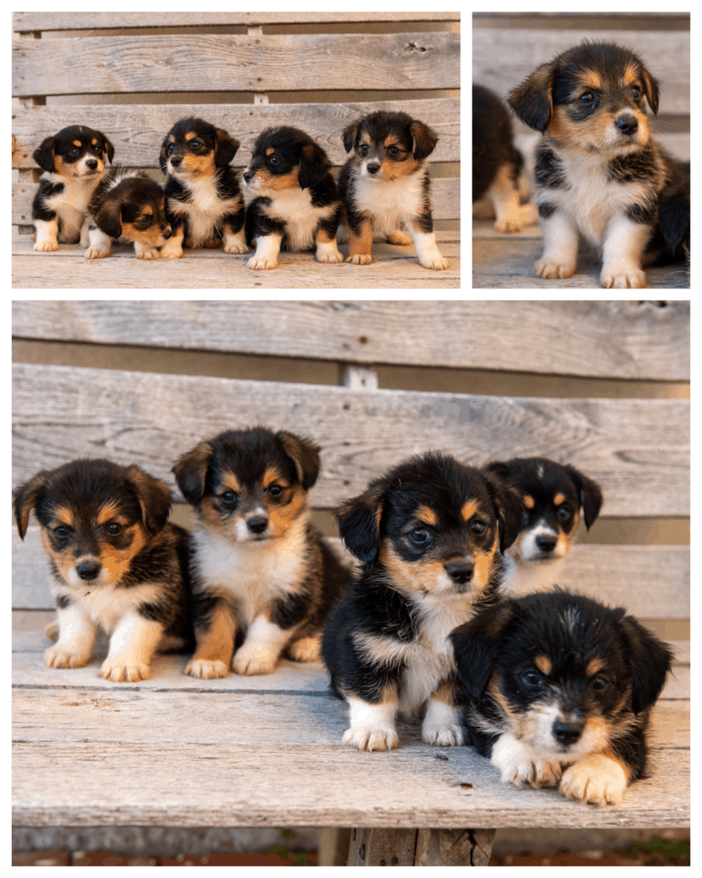 Flopsy's 1st Corgipoo Litter - collage of 5 wk old puppies sitting and standing.