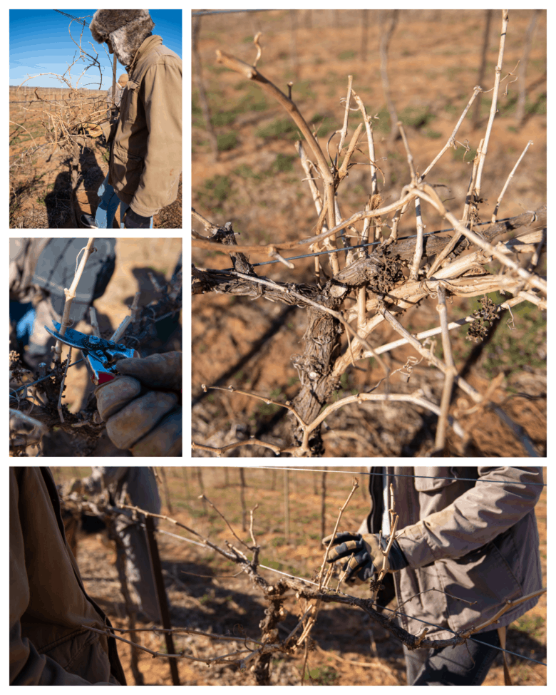 Pruning 2021 - Collage of pictures of vines.