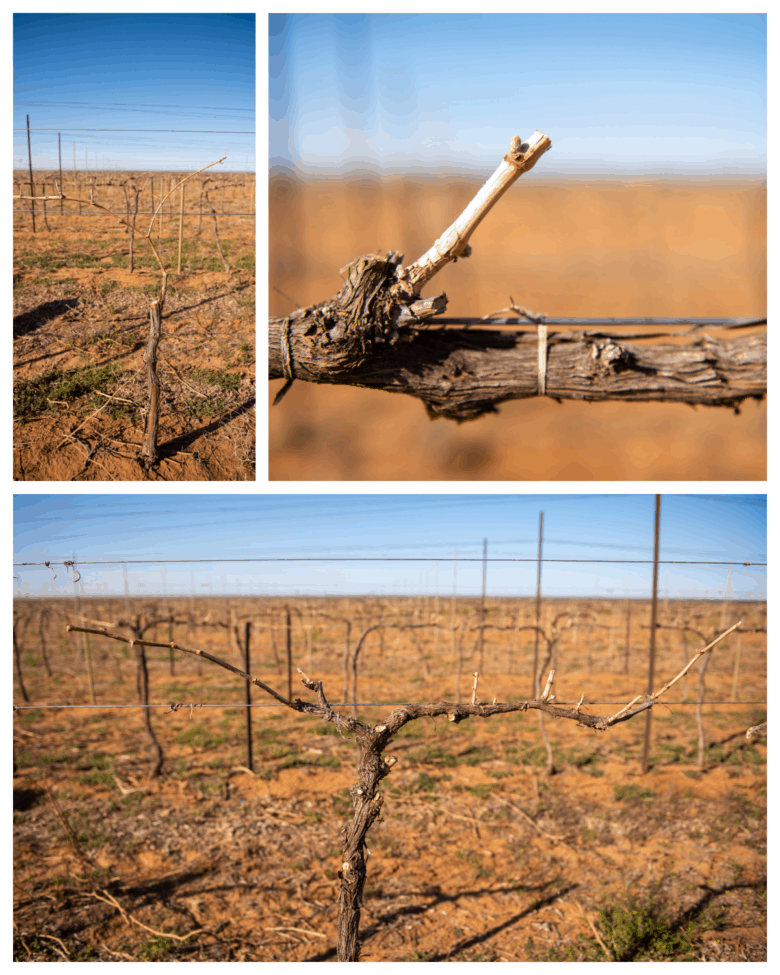 Pruning 2021 - A collage of pictures of neatly pruned vines.