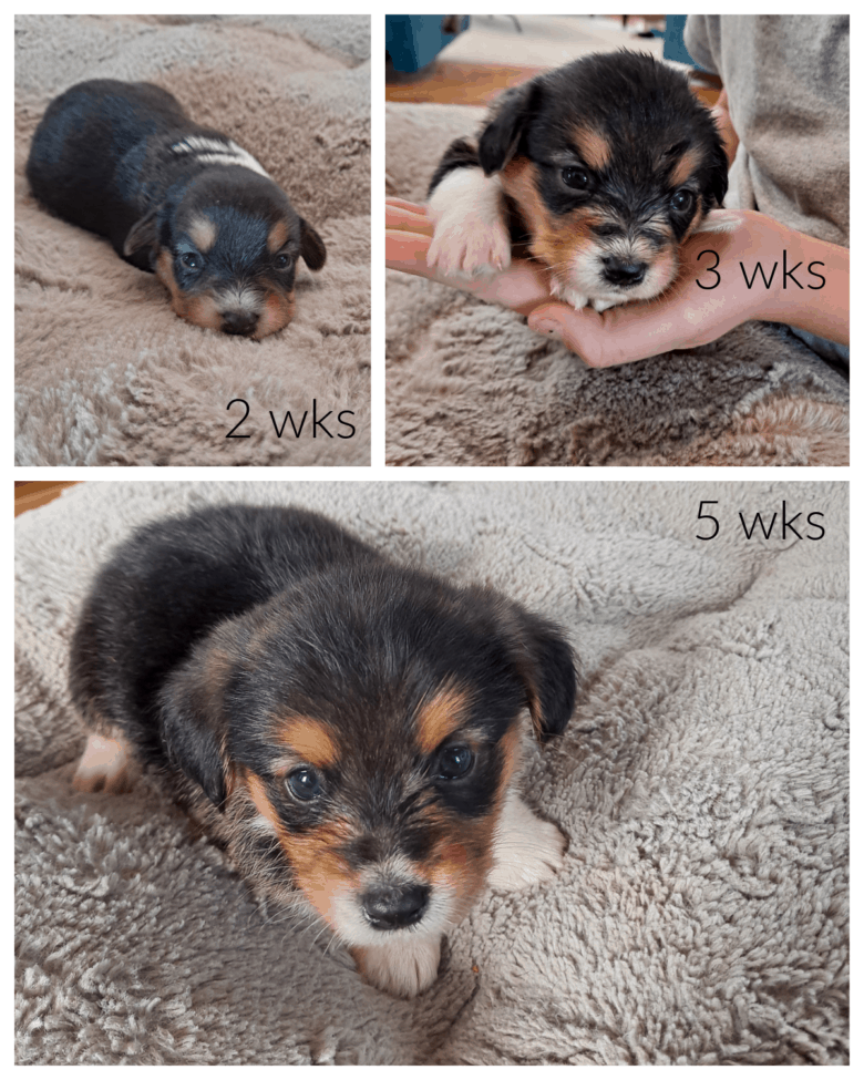 Flopsy's 1st Corgipoo Litter - collage of a boy tri colored puppy at 2,3, and 5 weeks of age.