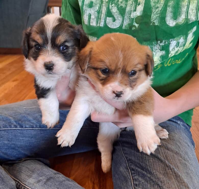 Corgipoo Sisters from Jingles' litter #2