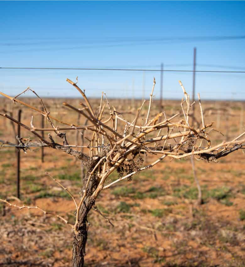 Pruning 2021 - Vine waiting to be pruned.