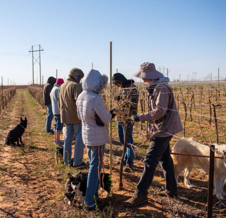 Pruning 2021 - The crew talking while pruning.