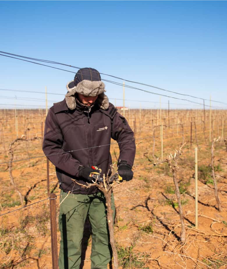 Pruning 2021 - The last pruner aka "the cleaner".