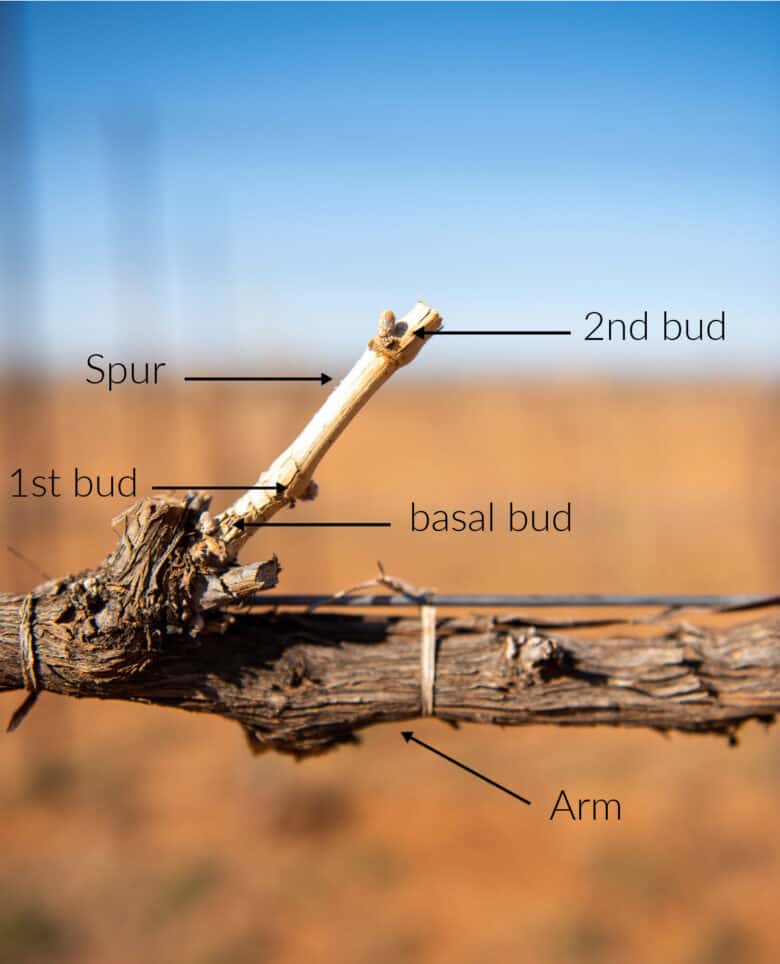 Pruning 2021 - Showing the buds on a spur.