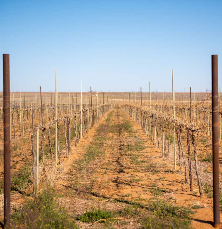 Pruning 2021 - A view down rows in the vineyard.