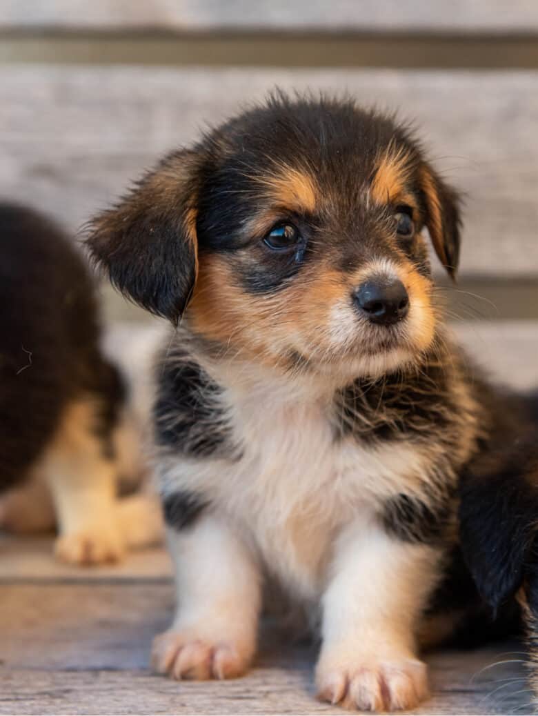 Flopsy's 1st Corgipoo Litter - 5 wk old tri colored corgipoo puppy.