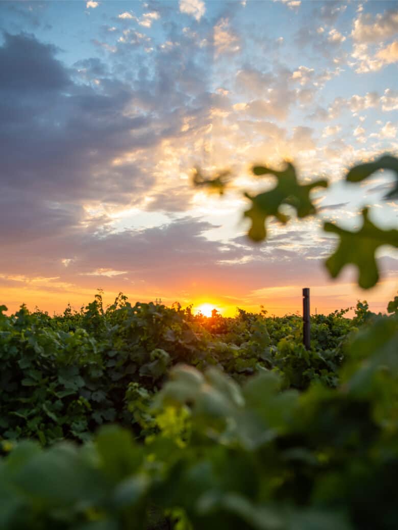 Summer in the Vineyard - Sunrise in the vineyard.