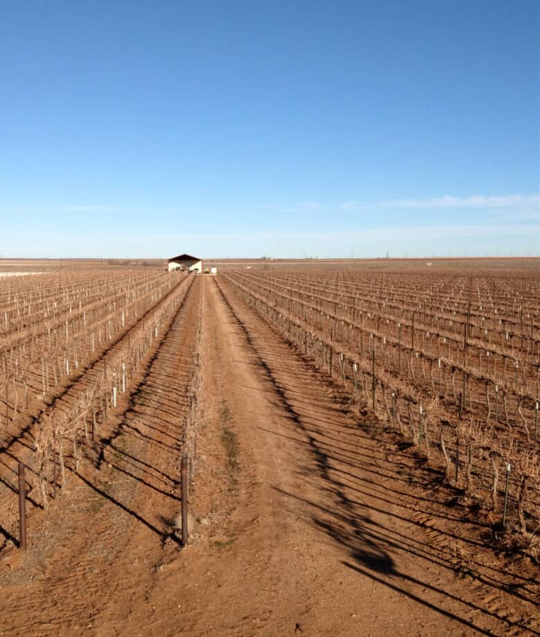 Pruning 2021 - Looking over the vineyard. 