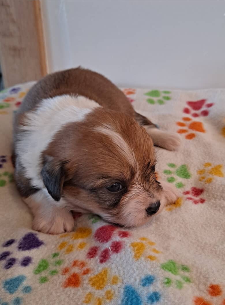 3 week old Corgipoo Puppy