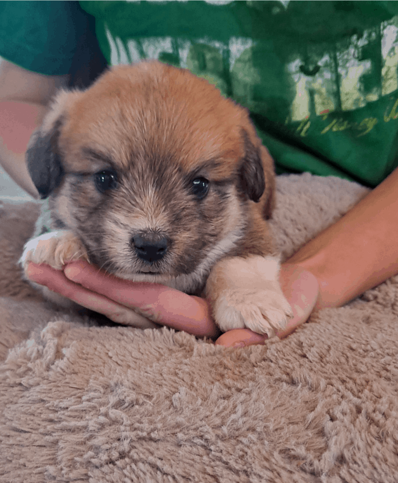 5 week old Corgipoo puppy