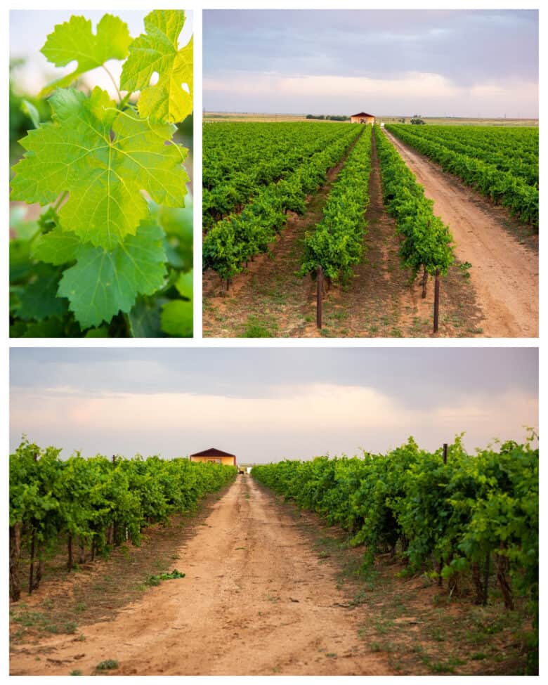 Summer in the Vineyard - Collage of pictures looking out over Roussanne vines.