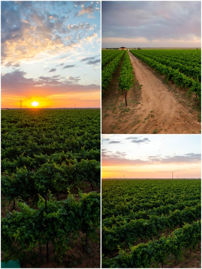 Summer in the Vineyard - Collage of pictures of the vineyard at sunrise.