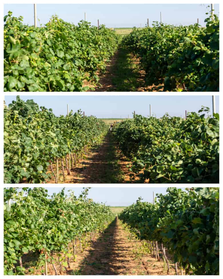 Wire Raising - Before, during and after the vines have been lifted.