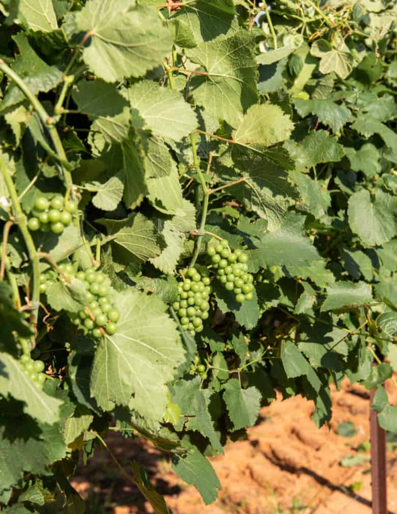 Wire Raising - Exposed grapes after shoots are lifted.
