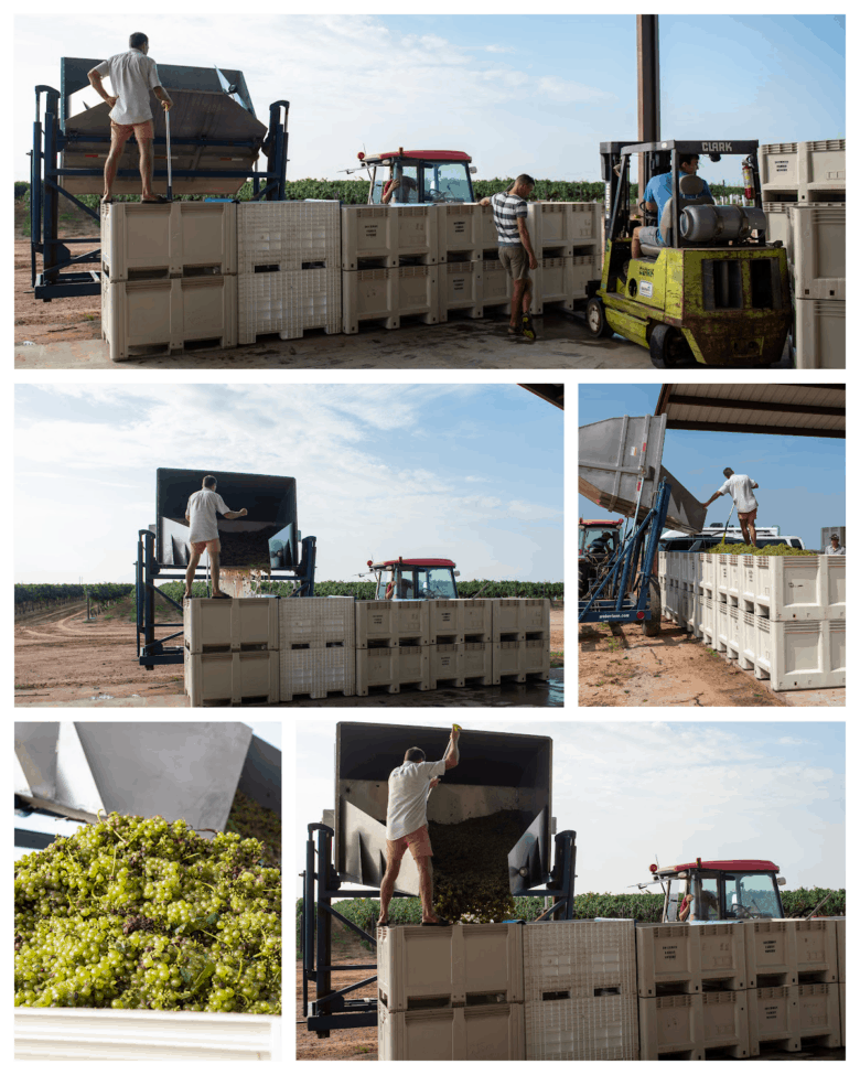 Roussanne and Albarino Harvest 2021 - Dumping the dump buggy into the grape bins.