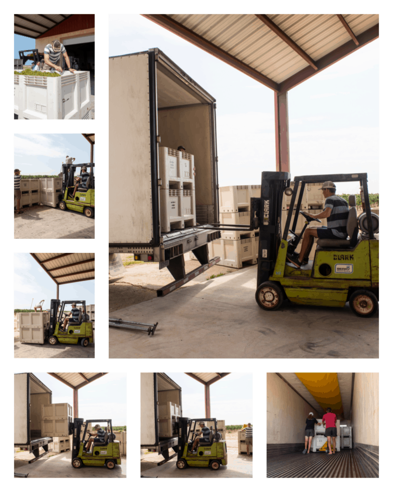 Roussanne and Albarino Harvest 2021 - Collage of pictures showing the semi being loaded with grape bins.