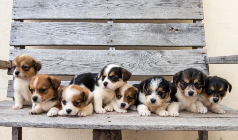Schnuki's First Corgipoo litter is the largest litter we have had with 8 puppies.