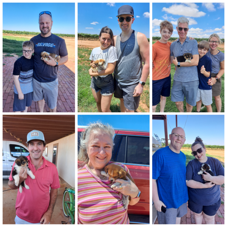 Families pictured picking up their corgipoo puppy from Oswald Vineayard