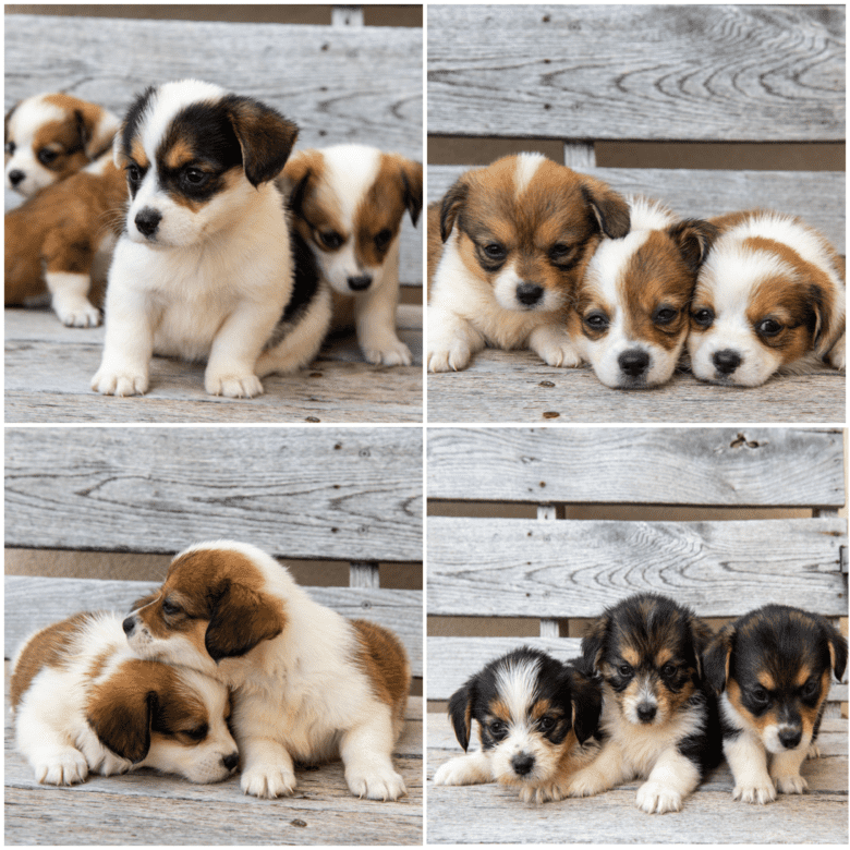 Corgipoo puppies and all their cuteness shown in a collage of four images.