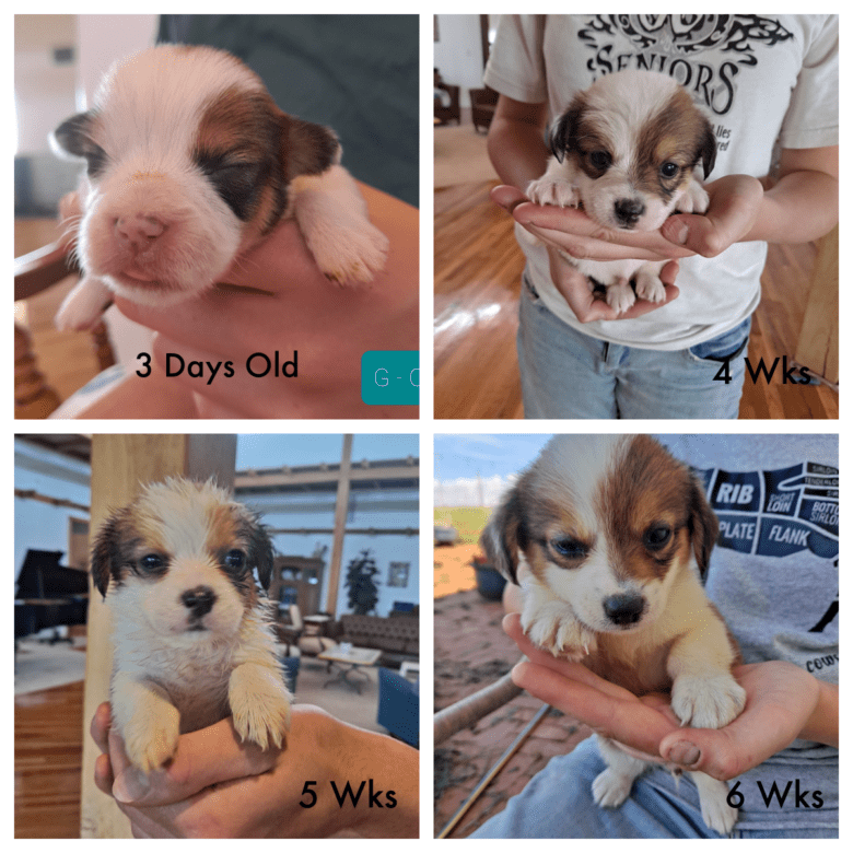 Weekly pictures are sent most weeks to show how your puppy is growing as seen in the collage of 4 images.