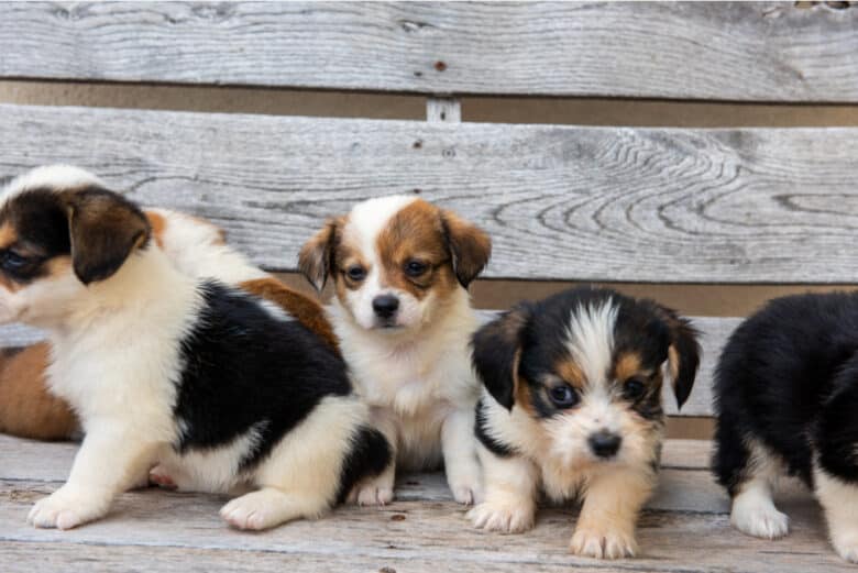 Image showing Schnuki's First Corgipoo Litter at 8 weeks old.