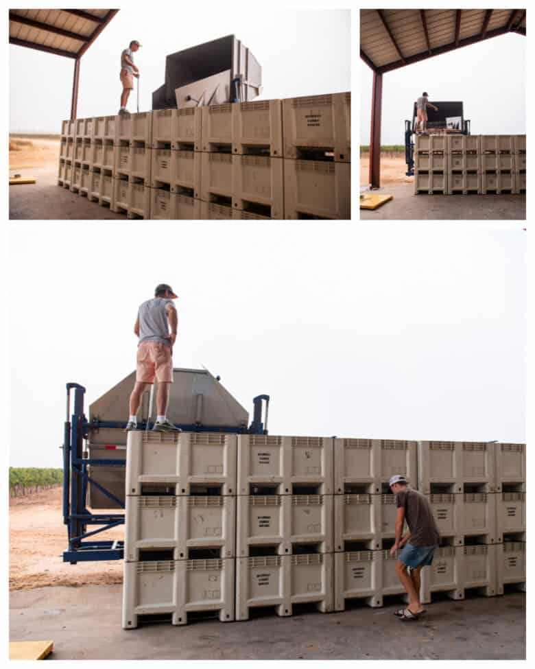 Aglianico and Montepulciano Harvest - Filling the grape bins at the barn collage.