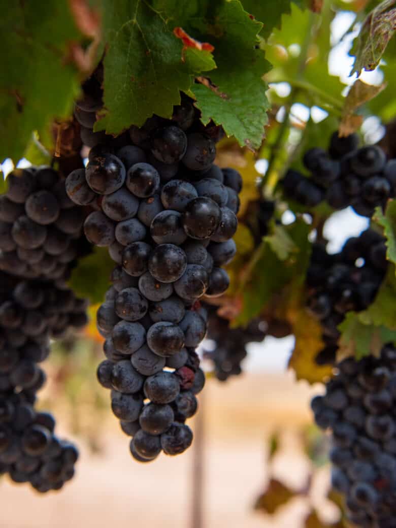 Aglianico and Montepulciano Harvest - Cluster of Aglianico grapes.
