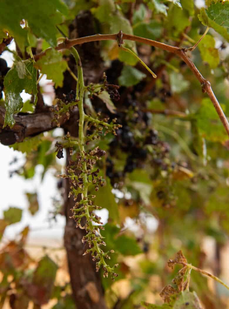 Aglianico and Montepulciano Harvest - A clean picked grape rachis.