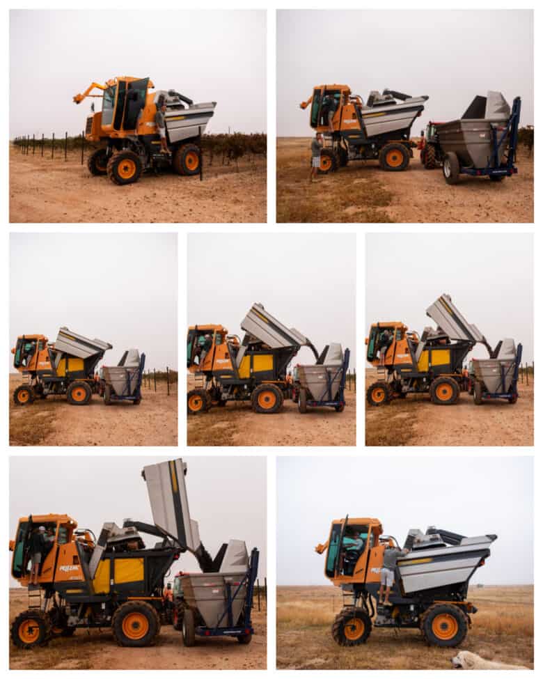 Aglianico and Montepulciano Harvest - A collage of the harvester dumping.