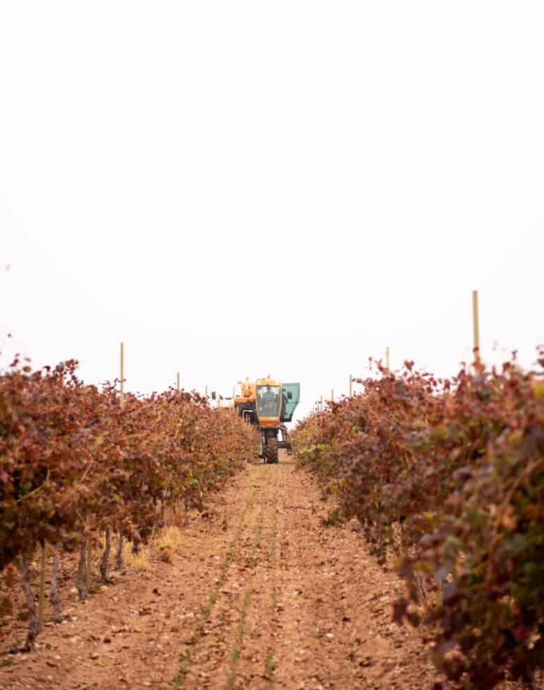 Aglianico and Montepulciano Harvest - The Harvester finishing a row.