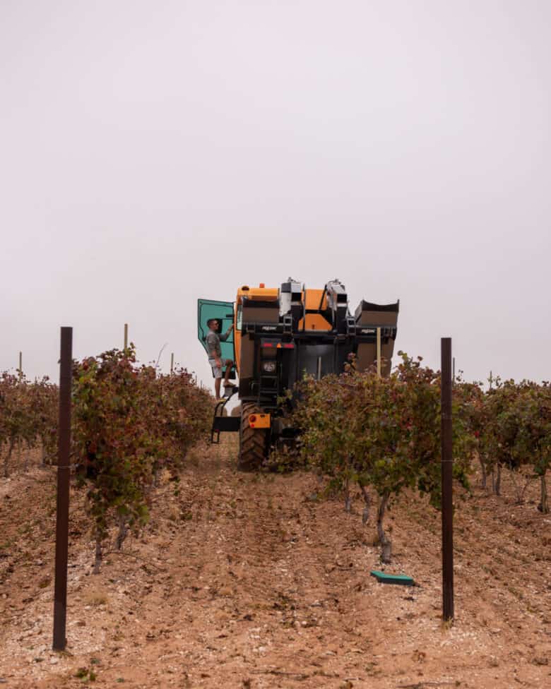 Aglianico and Montepulciano Harvest - The harvester harvesting a new row.