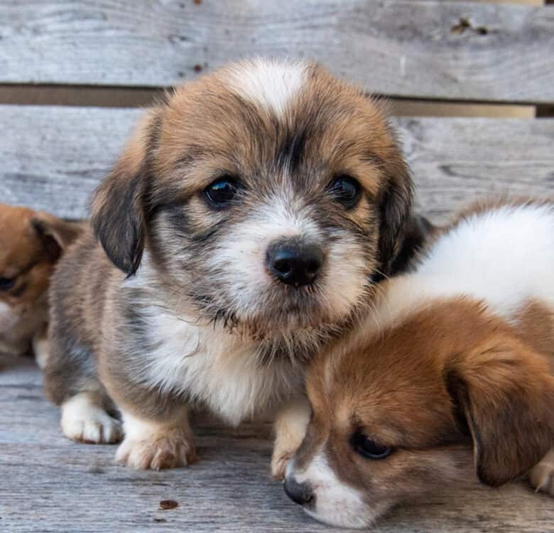 Picture of a Corgipoo with Dirty Nose on a bench from our fall corgipoo litter.