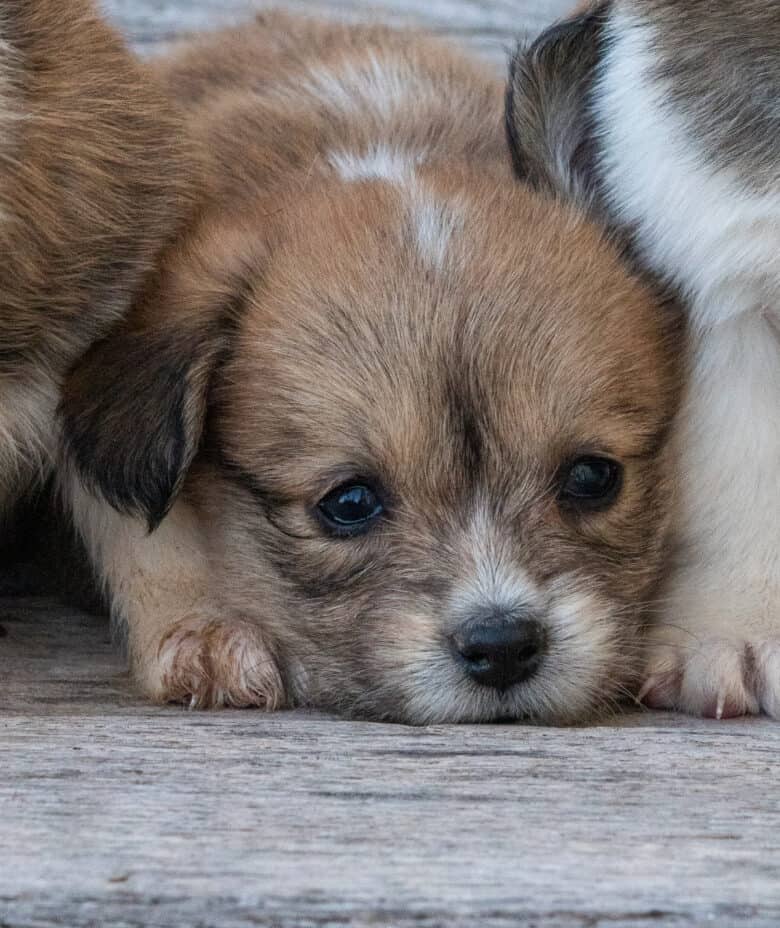 A Corgipoo with Melt Your Heart Eyes pictured on a bench looking at the camera from our fall corgipoo litter