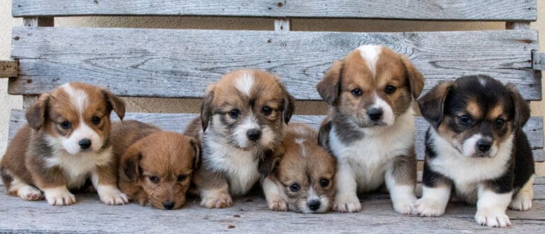 Jingles' Fall Corgipoo Litter of six puppies pictured on a bench.