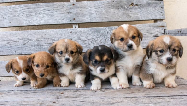 The group of six puppies from Jingles' Fall Corgipoo Litter of six puppies pictured on a bench.
