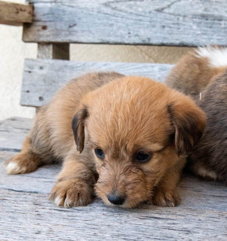 Picture of a Sable Corgipoo Puppy with head down on a bench.