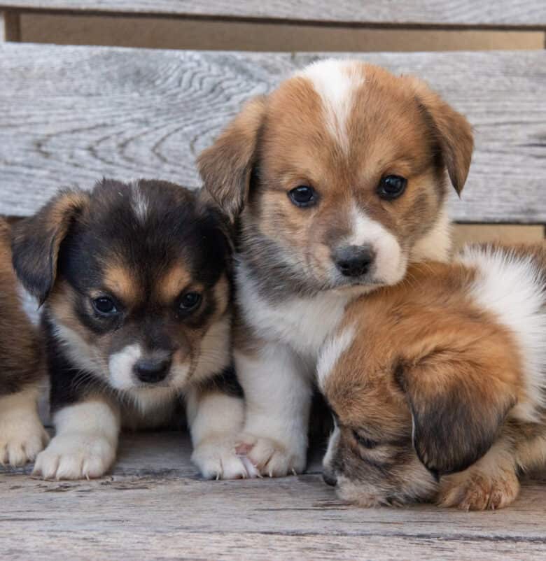 A Trio of Corgipoo Puppies shown all posing on a bench.