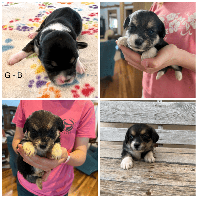 Collage of Jingles' Spring Corgipoo Litter showing 4 images of the puppy's growth.