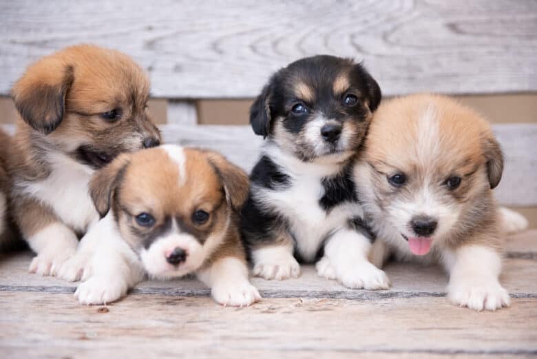 Three adorable corgipoo puppies on a bench.