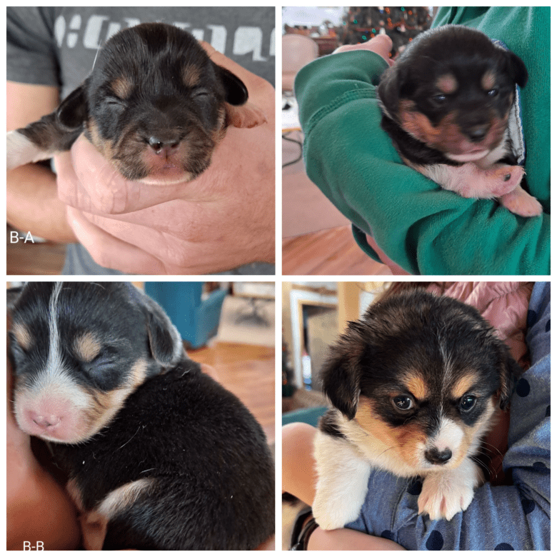 Flopsy's Christmas Corgipoo Litter Collage