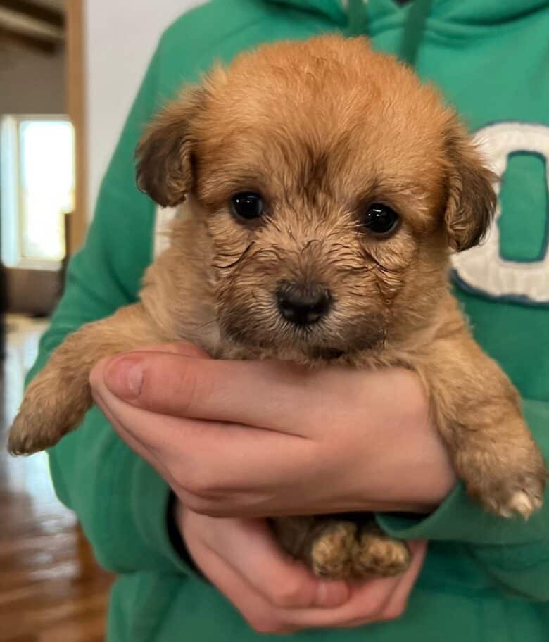 Brown Corgipoo from Schnuki's Christmas Corgipoo Litter 2021