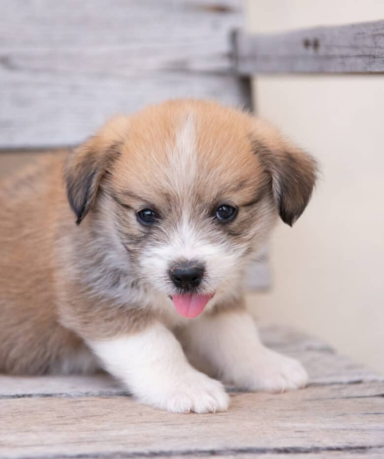 Lone corgipoo puppy on a bench